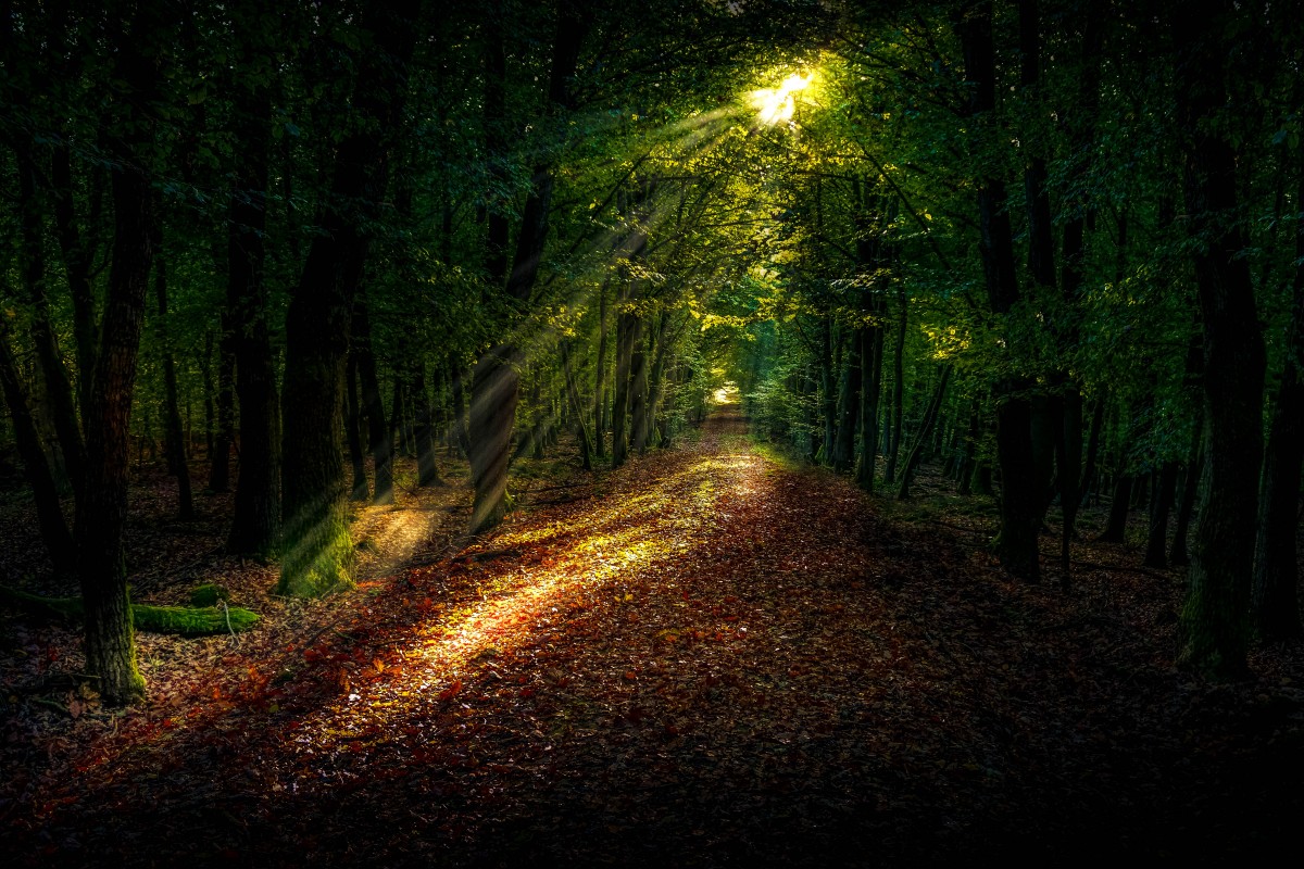 Lit Path in Woods